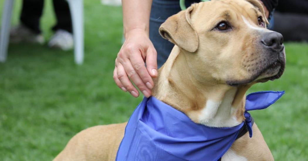 Esterilizaciones gratuitas para perros y gatos en Bogotá marzo 2025