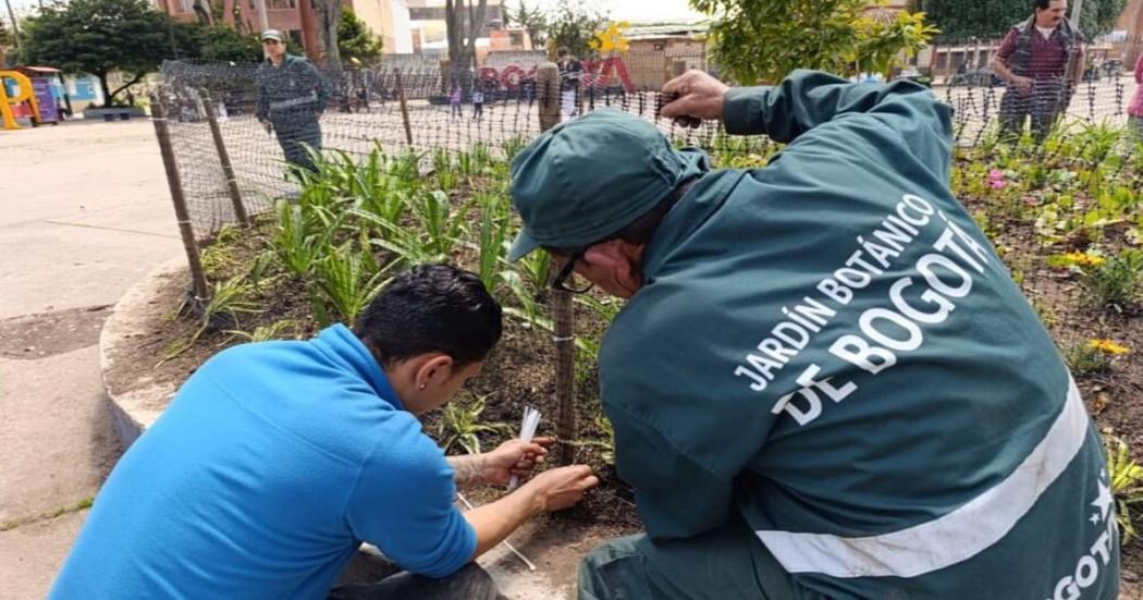 El nuevo roble de la Plaza Fundacional de Engativá estrena cerramiento
