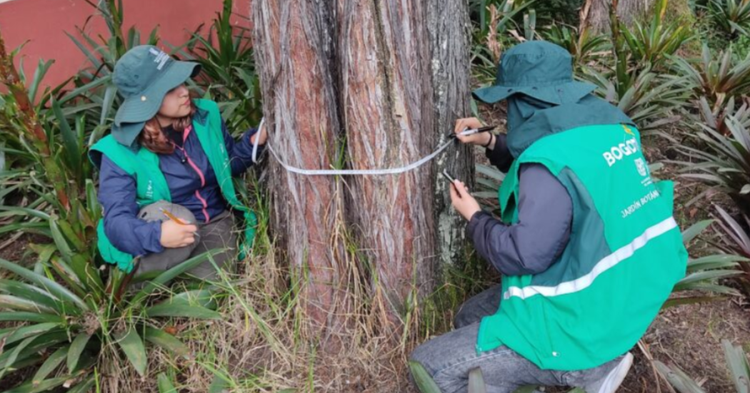 Aplican carbono 14 para datar a los árboles más longevos de Bogotá