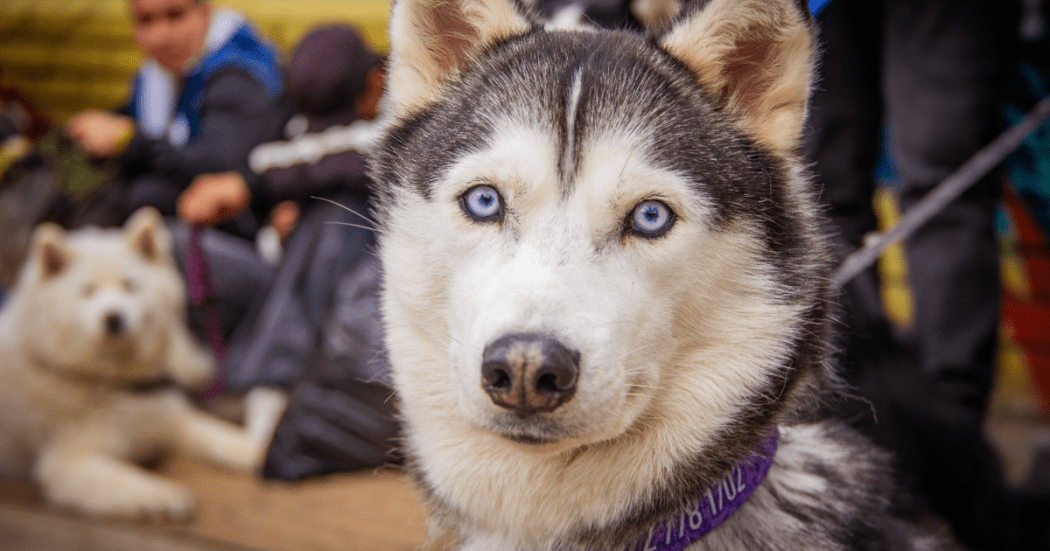 Ante crecientes del río Bogotá, la Alcaldía de Suba desmontó seis cambuches