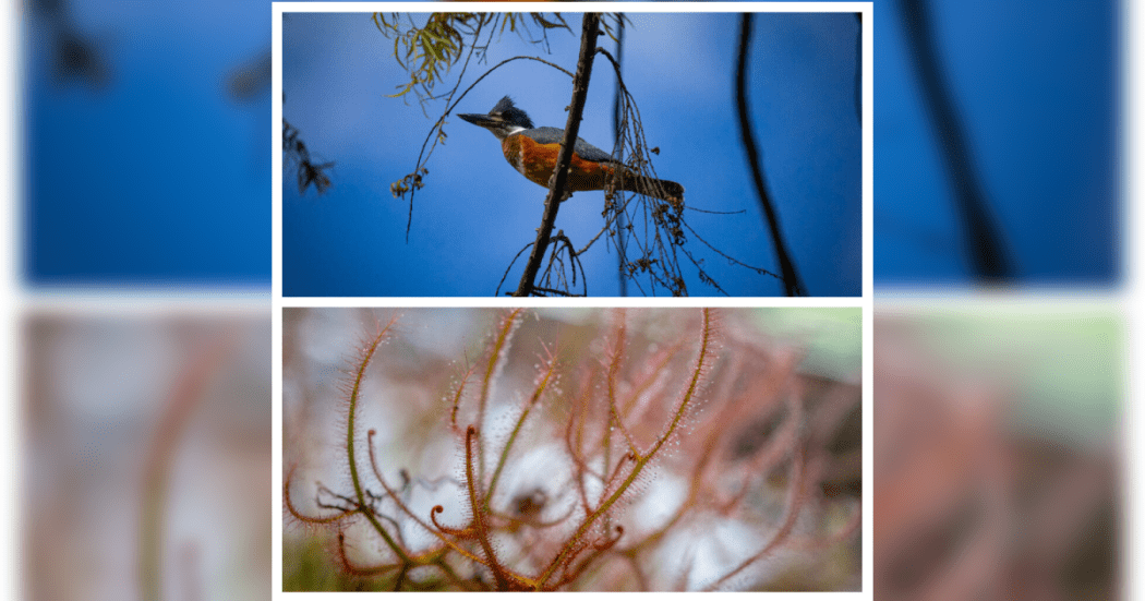 Bogotá celebra por nuestra naturaleza con un gran festival ambiental