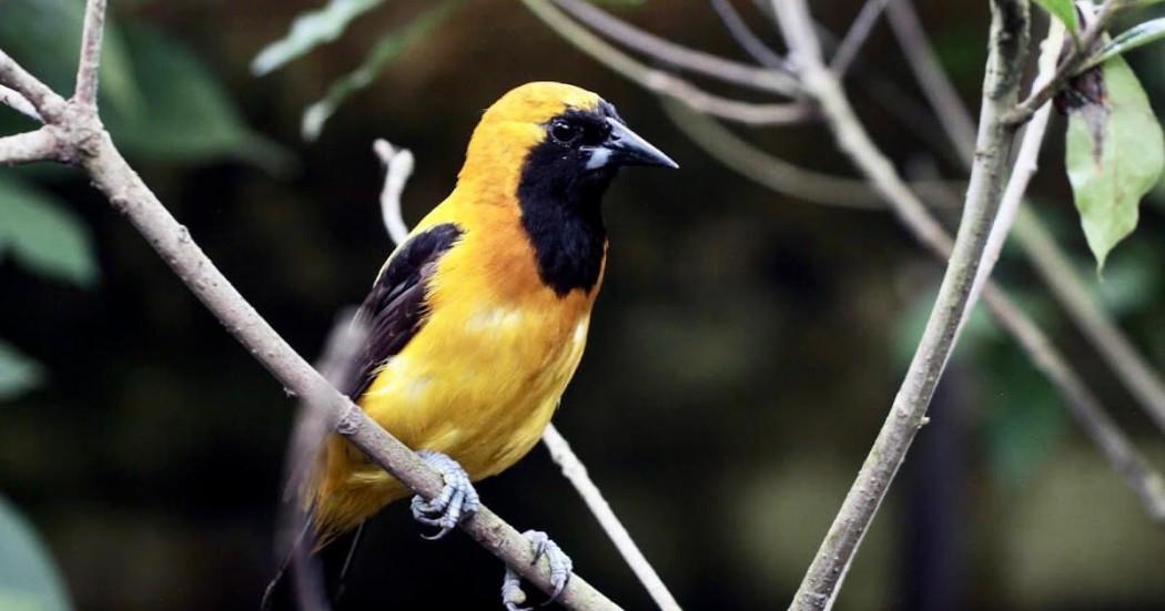 Bogotá refugio para aves migratorias y locales, capital de humedales