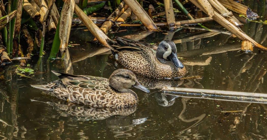 Día Mundial de las Aves Migratorias 10 de mayo conmemoración Bogotá