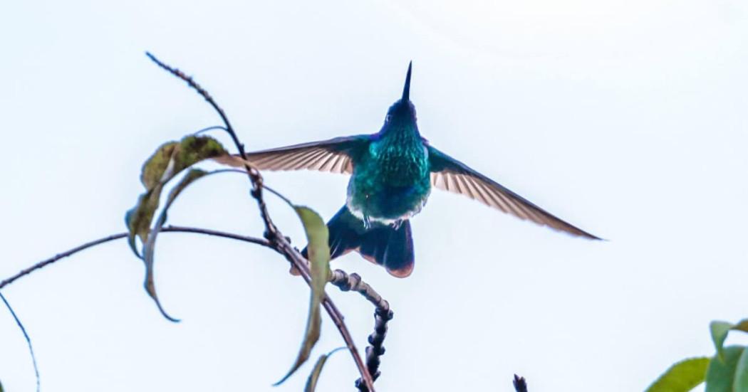 Global Big Day Bogotá de 2025 registro de aves y de una nueva especie