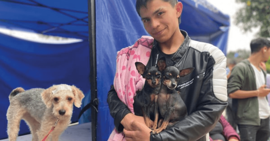 Jornada de esterilización y médica para animales en Bosa en Bogotá