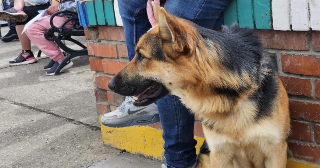 Jornadas de esterilización gratuitas para perros y gatos Bogotá 2025