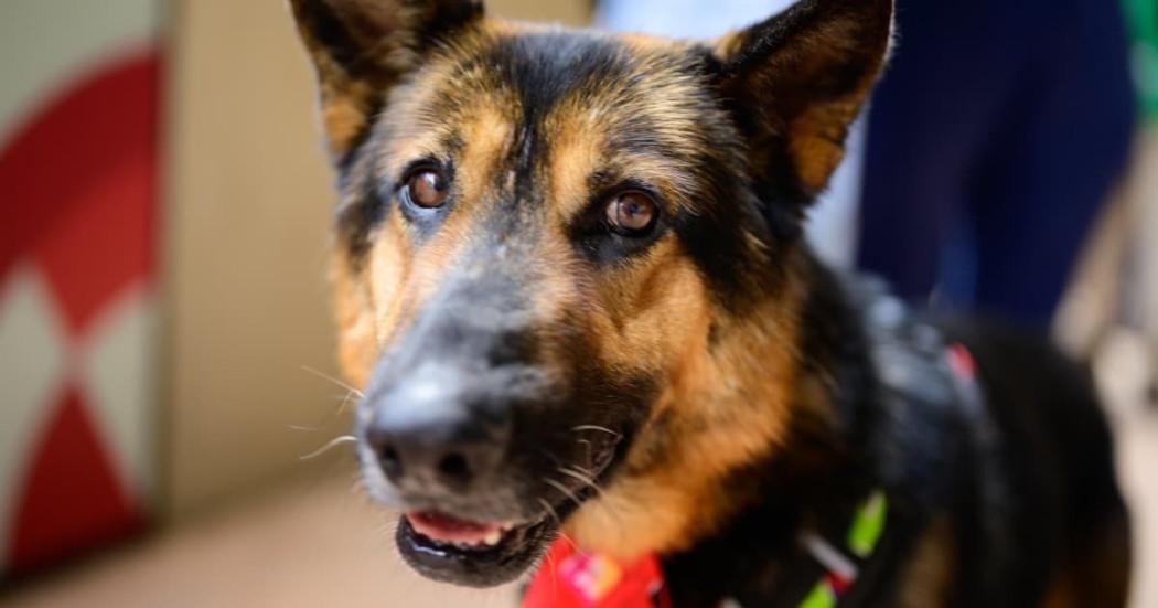 Turnos gratuitos esterilización Bogotá para perros y gatos junio 2025