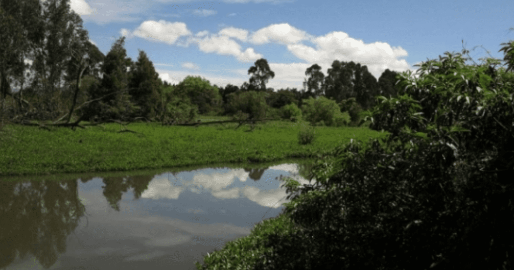 Convocatoria para elegir líderes ambientales en Suba Bogotá 2025