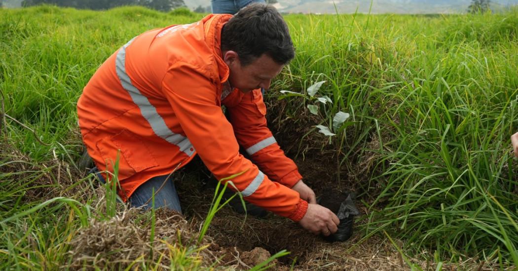 Siembra de árboles en Bogotá en predios de la futura PTAR Canoas 