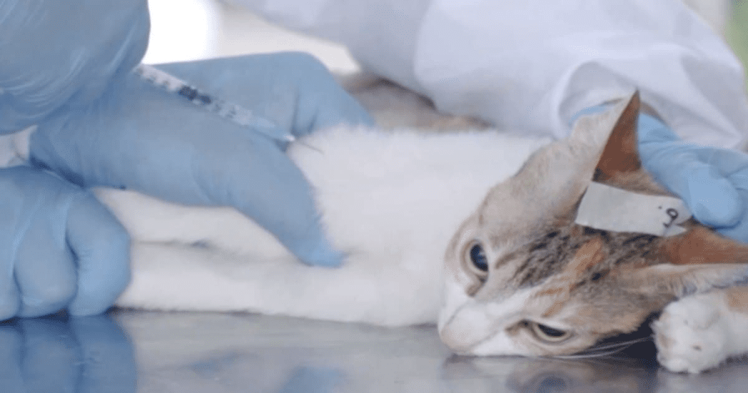 Jornadas de esterilización gratis perros y gatos en Bogotá agosto 2025