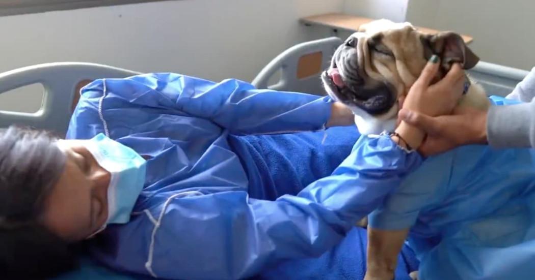 Pacientes críticos en hospitales de Bogotá se despiden de sus mascotas
