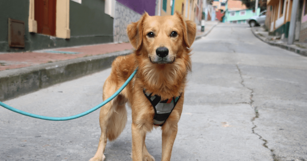 Jornada adpción de perros y gatos en Bogotá localidad Santa Fe 2025 