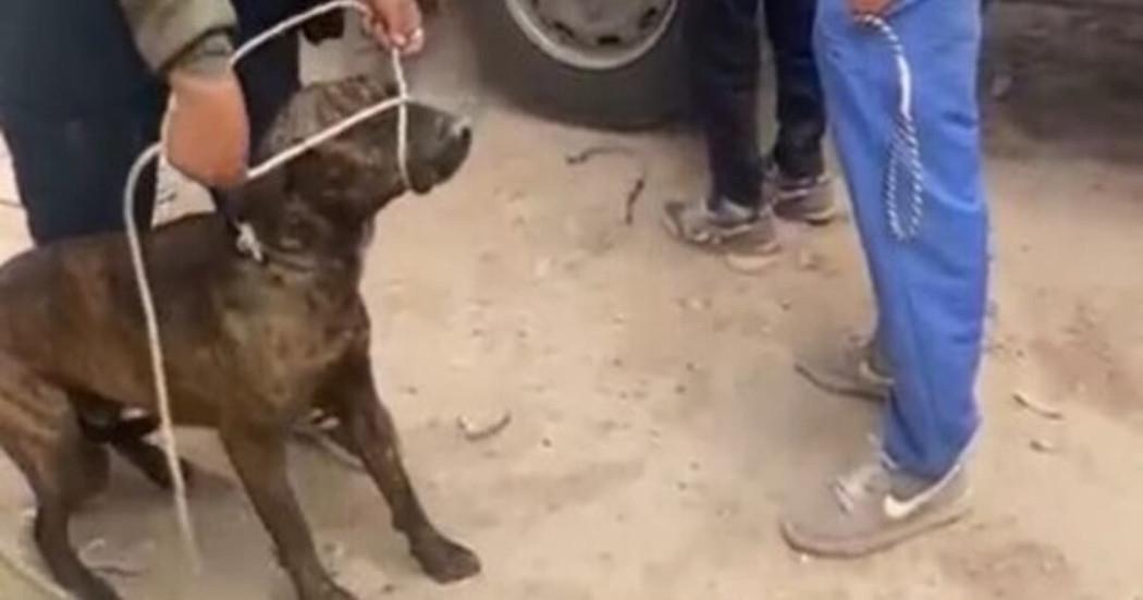 Aprehendidos perros callejeros en Bosa Bogotá tras reportes mordedura