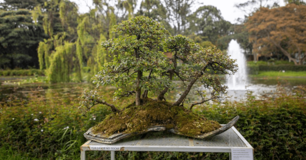 Bogotá celebra la belleza en miniatura con la IV Exposición de Bonsáis