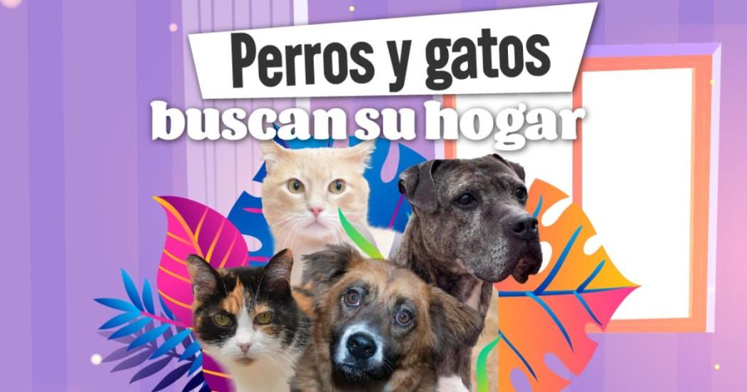 Bogotá lanza portal web para publicar y encontrar animales perdidos