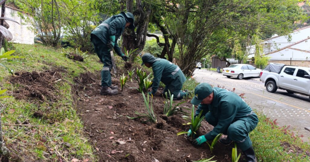 Bogotá mejora los Jardines del Refugio Alto y el resplandor florece