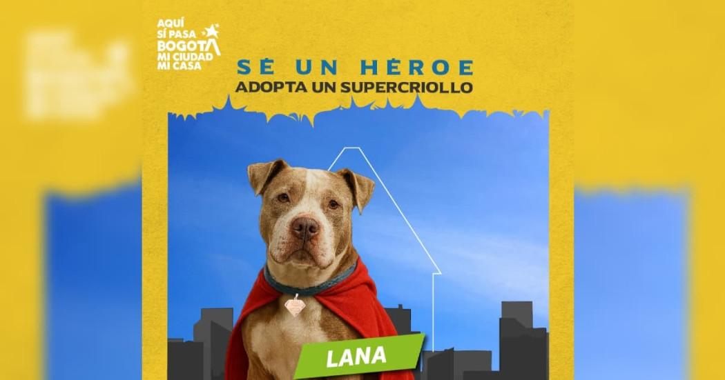 Campaña sé un héroe adopta un supercriollo o un supermichi Bogotá