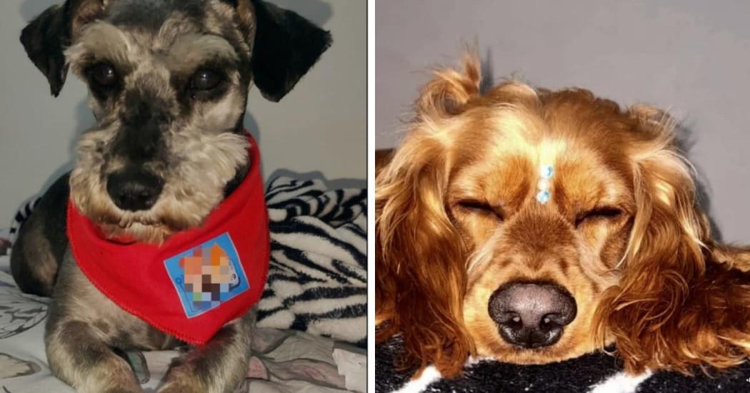 Fiscalía condenó a agresores de animales en tiendas de mascotas de Bogotá 