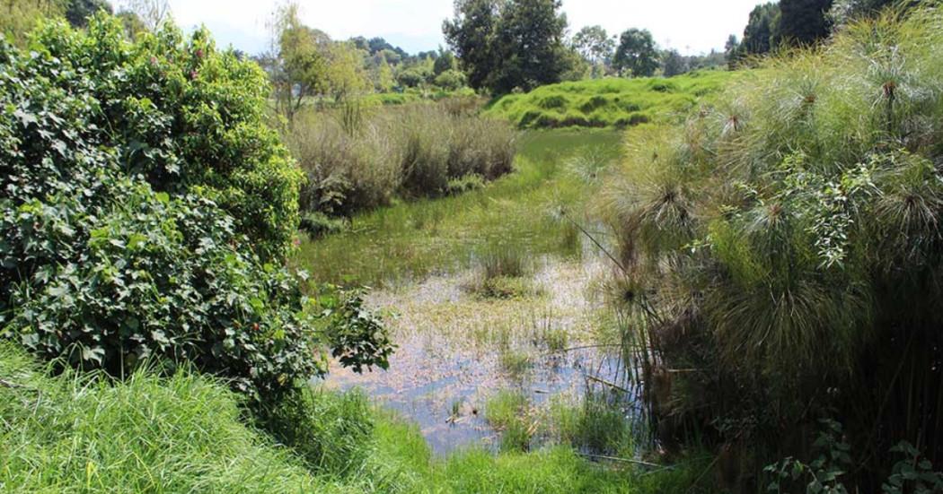 Primera Guía de Anfibios y Reptiles Humedales Urbanos de Bogotá 2025