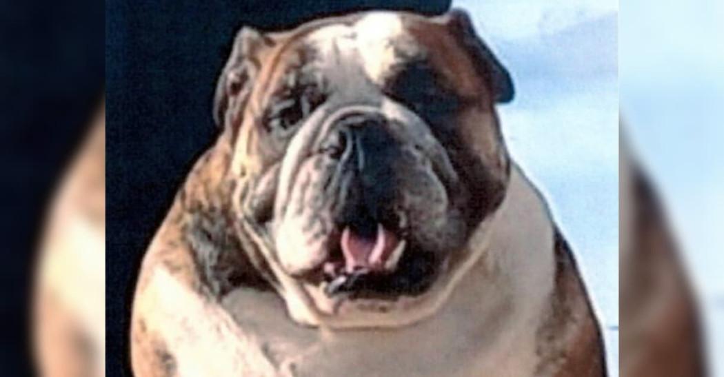 Judicializan a domiciliario que mató a golpes a perro bulldog Bogotá
