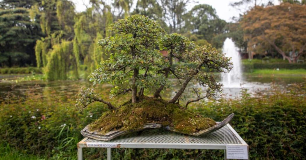 Planes Jardín Botánico de Bogotá asiste a exposición de bonsáis 2025