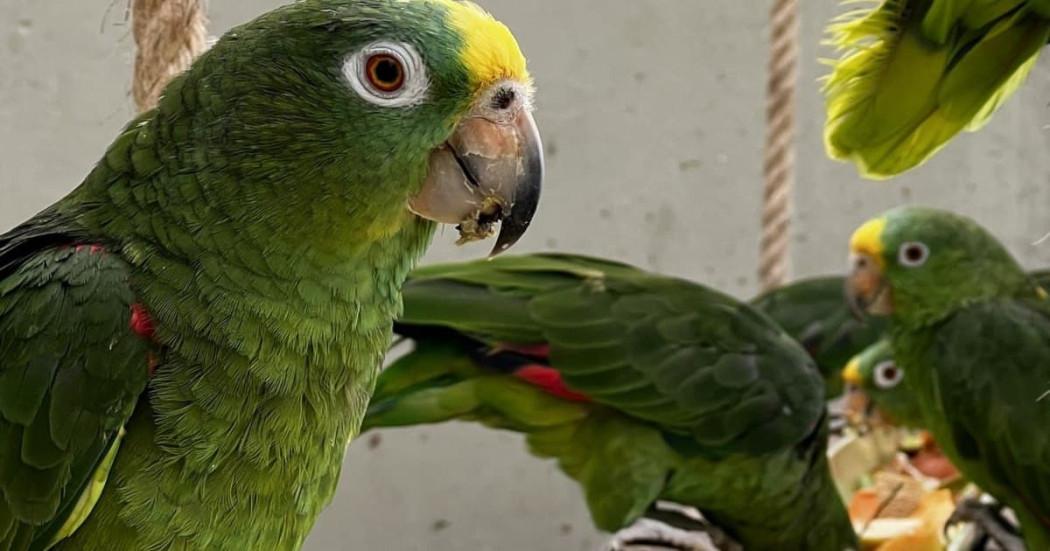 Bogotá liberó 203 animales silvestres en el departamento del Magdalena