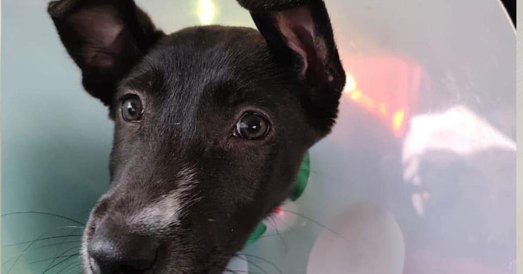 La foto de un perro con un cono con collar isabelino