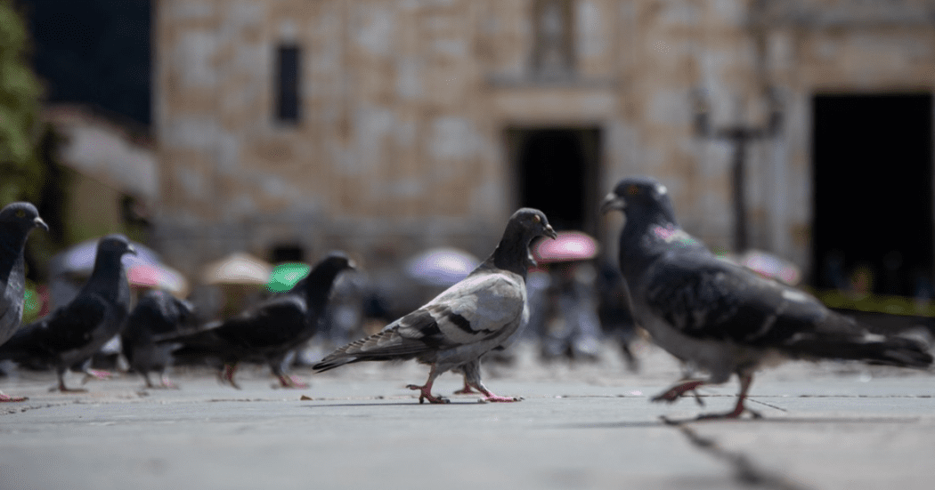 Bogotá inicia la esterilización a las palomas de la Plaza de Bolívar