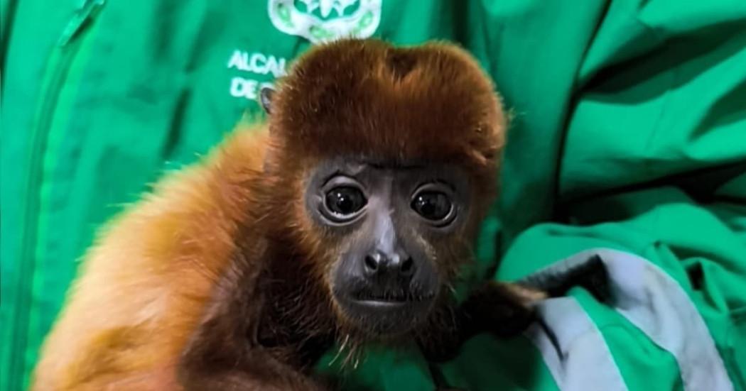 Bogotá rescata mono aullador que estaba en cautiverio en Fontibón