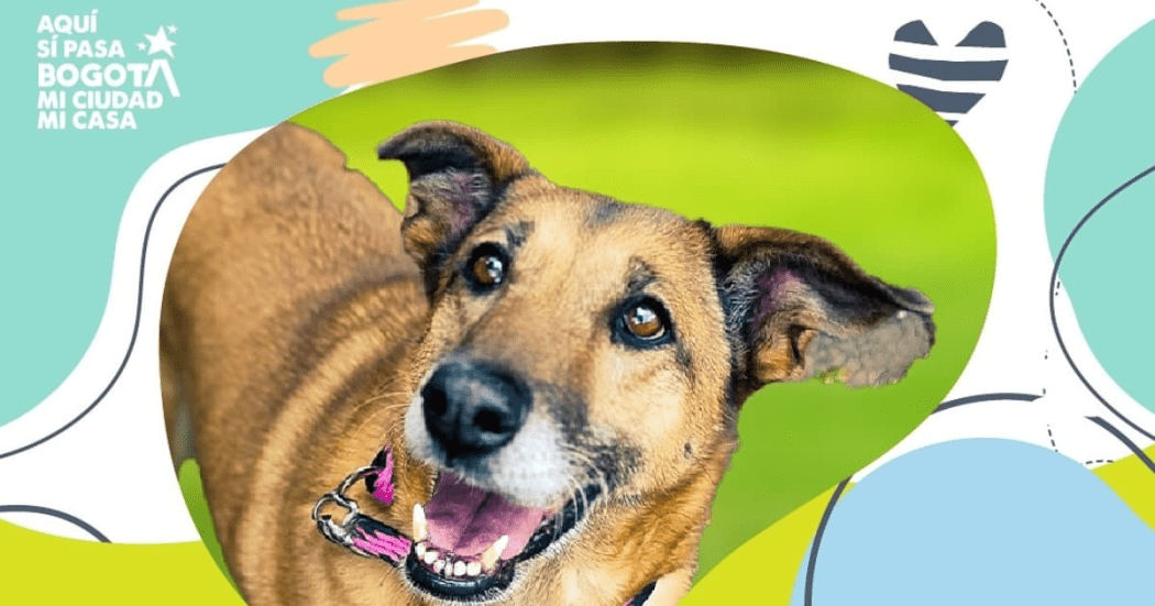 Asiste este 6 de septiembre a jornada de adopción de perros y gatos en Theatrón