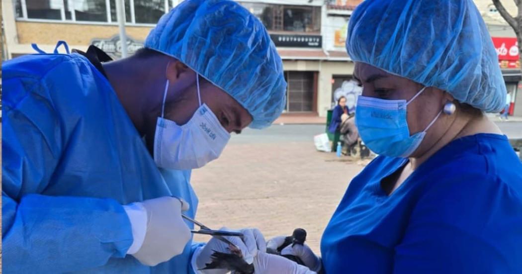 Palomas Plaza de Lourdes Chapinero fueron atendidas en brigada médica