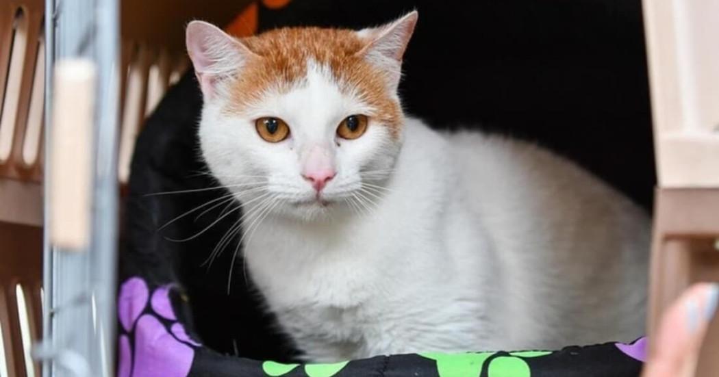 Creación de la Comisión de Protección y Bienestar Animal PYBA Bogotá