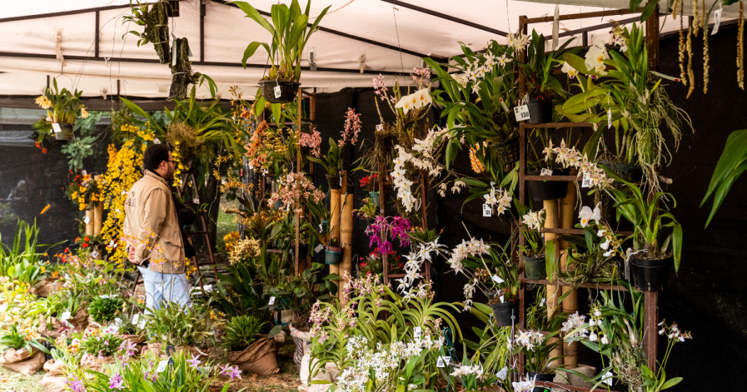 Bogotá acoge la XXII Exposición de Orquídeas en su aniversario 70