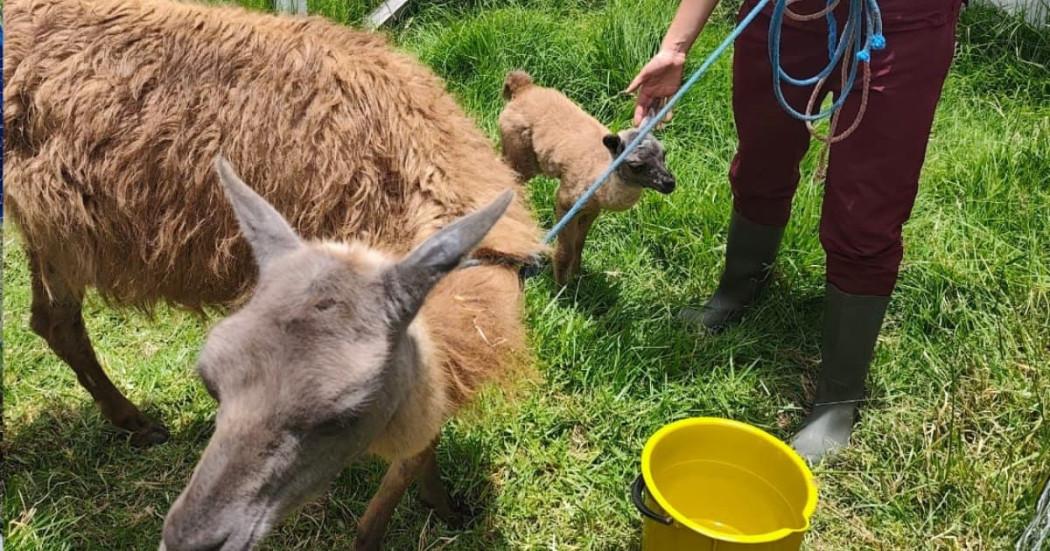 Historia de Asha y su cría Aarón llamas en Bogotá operativo IDPYBA
