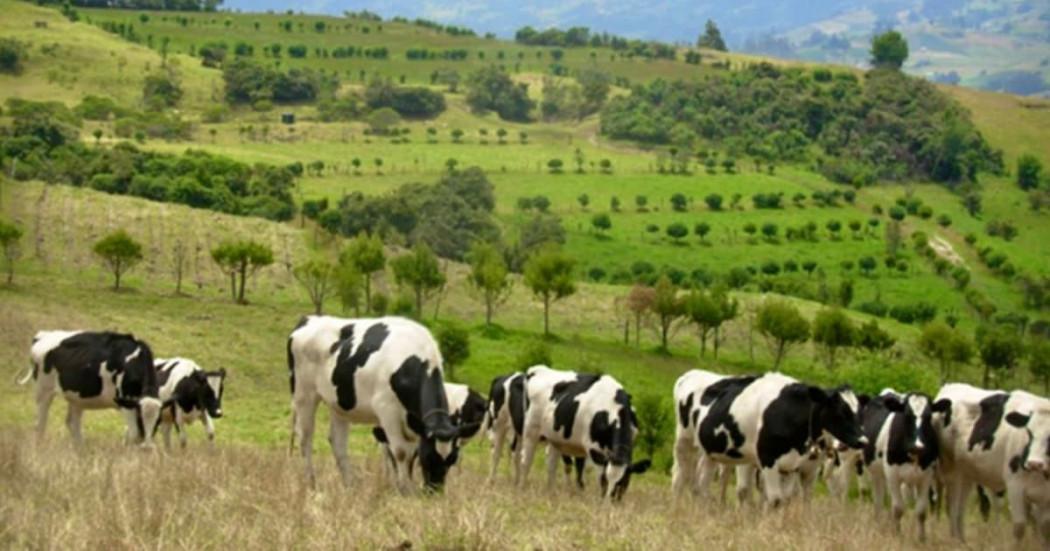 Ganado pastando en una finca de Cundinamarca 