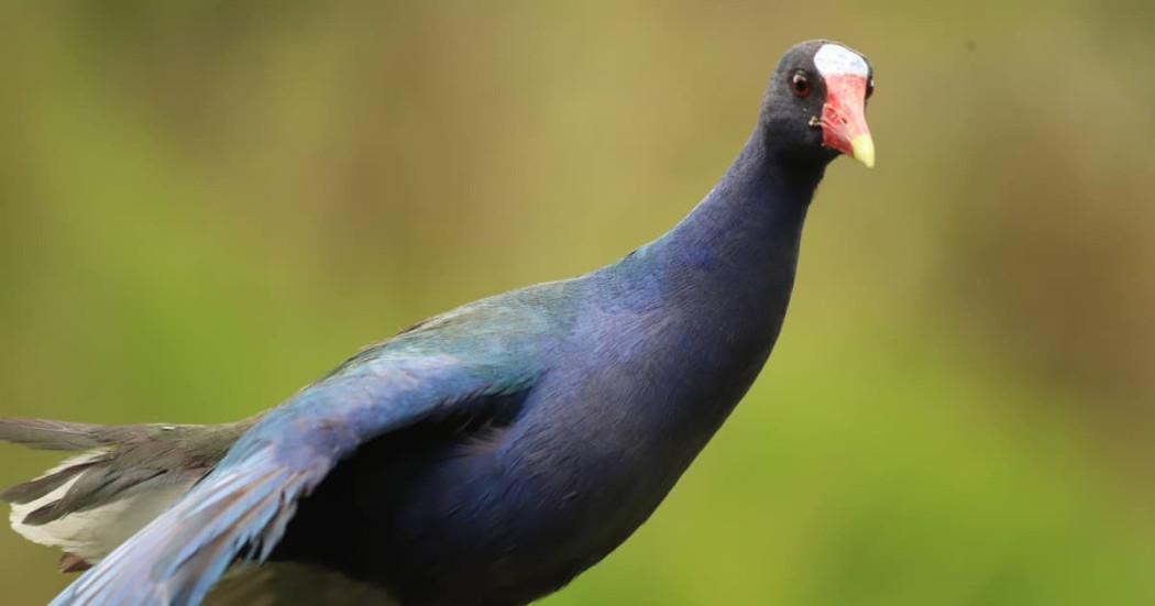 biodiversidad incluyente (5029), fauna silvestre (1222), Fauna y la flora silvestre (5820), Flora y Fauna (3376)