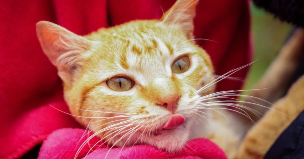 Bogotá habilita cupos gratuitos de esterilización para septiembre 2025