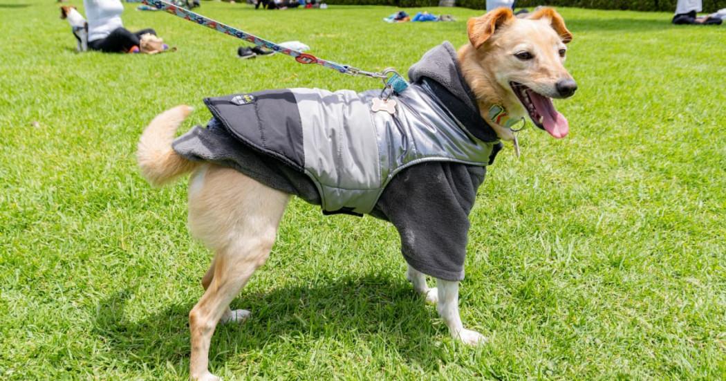 Imagen de perro en un parque