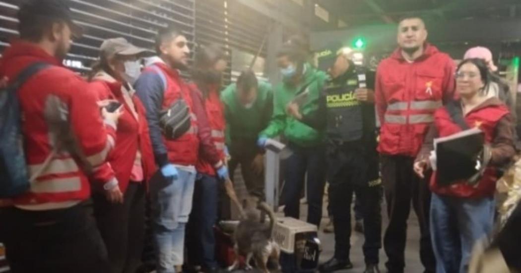 Rescatados perro y gato utilizados para mendicidad TransMilenio Bogotá