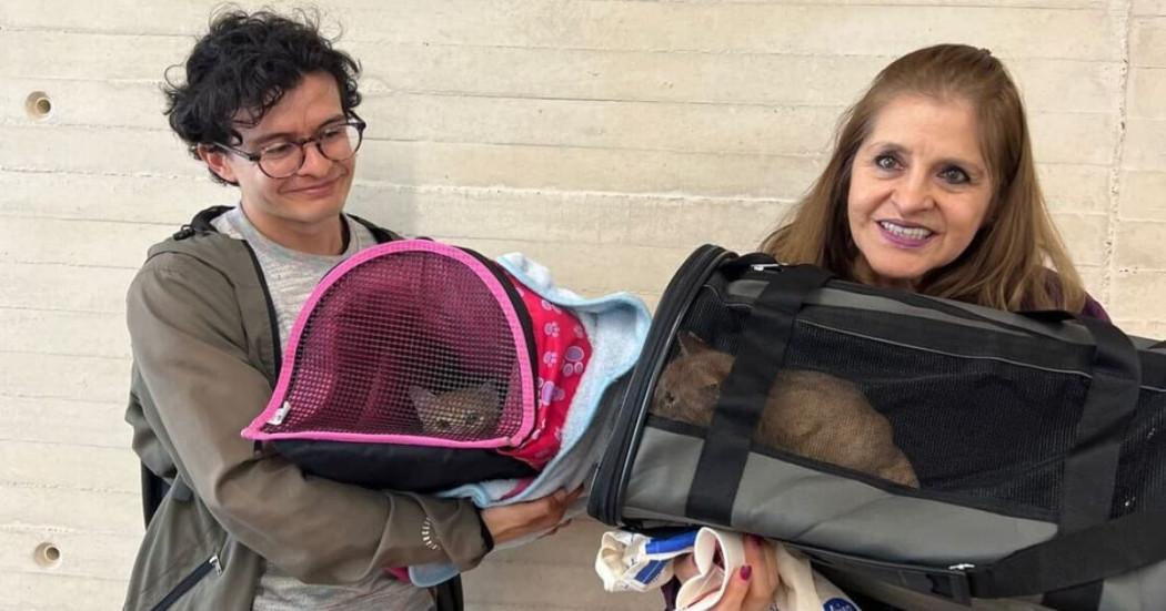 Jornada de adopción 12 animales de compañía en CEFE Chapinero Bogotá