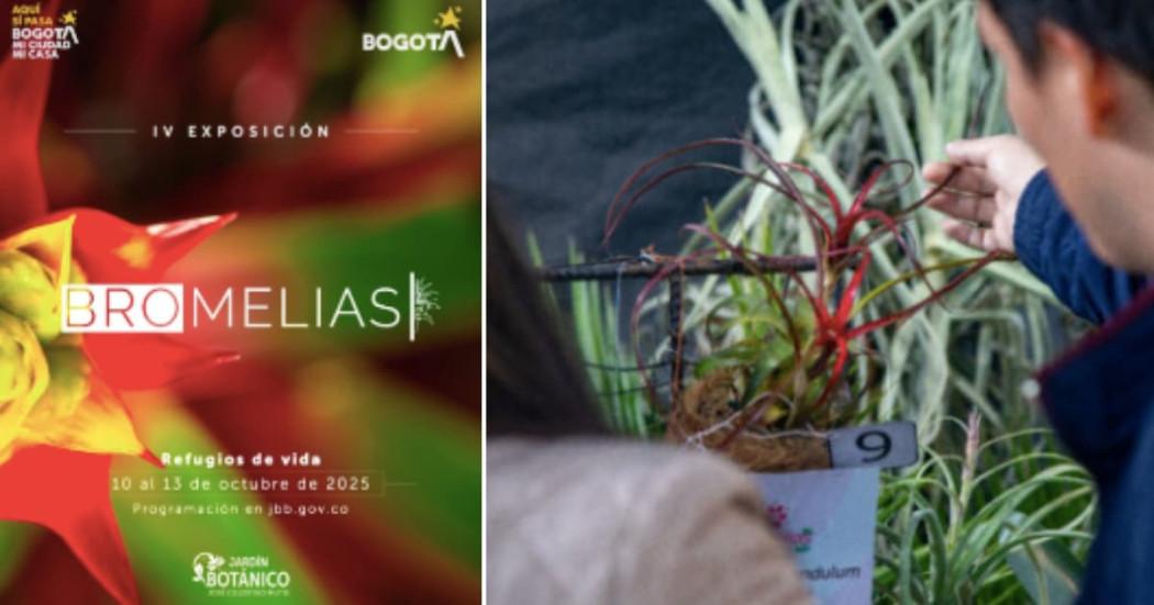 Imagen con información de la IV Exposición de Bromelias 'Refugios de Vida'