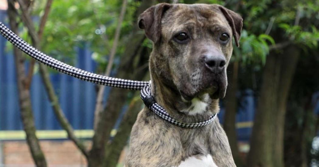Foto de una perrita en adopción en Bogotá