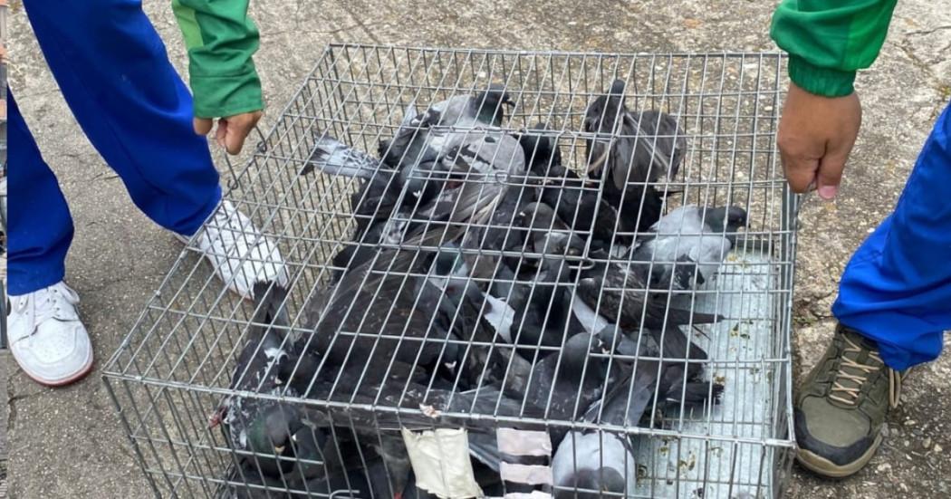 Foto de un grupo de palomas en una jaula