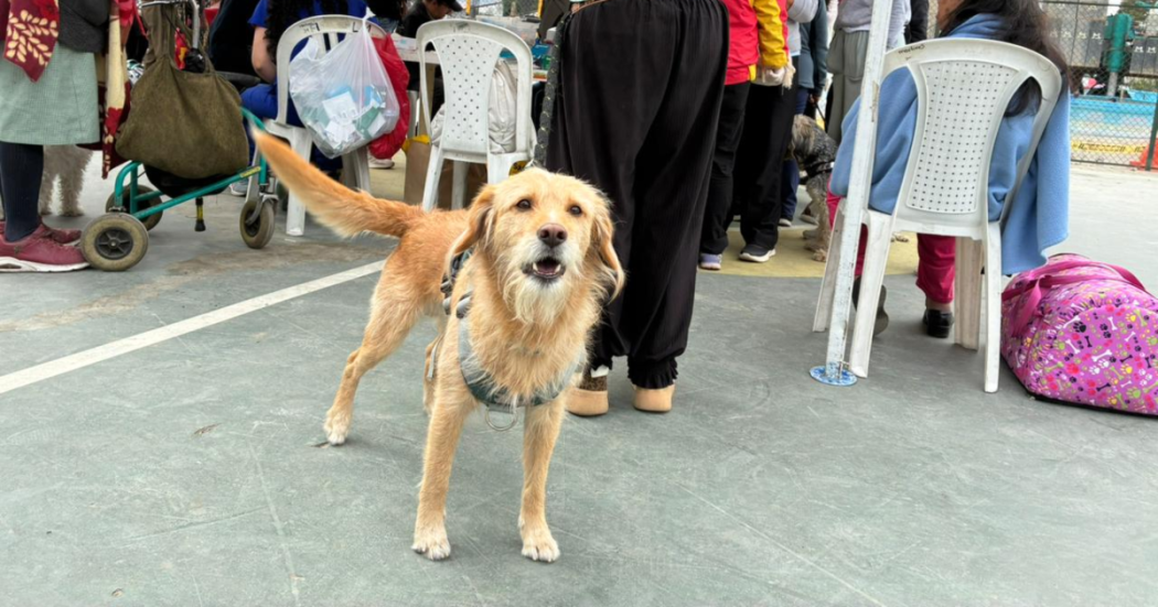 Imagen de un perro recién vacunado