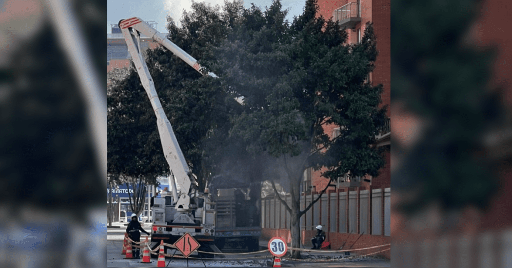 Imagen de equipos técnicos realizando intervenciones especializadas para garantizar la salud del arbolado.