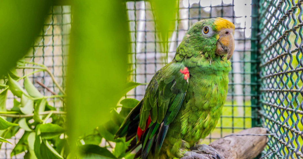 Fotografiá de un loro verde en una jaula