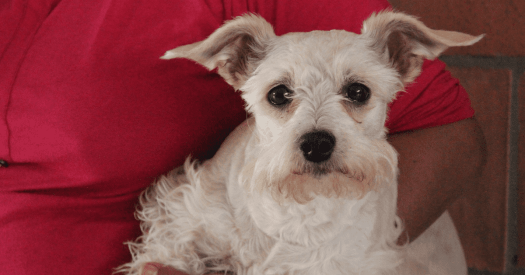 Fotografía de un perro raza Schnauzer