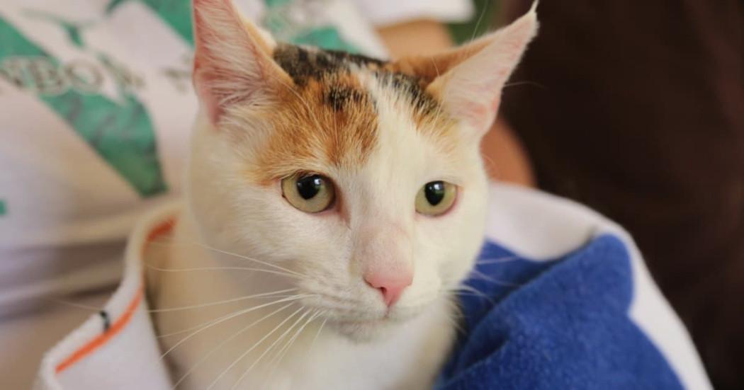 Foto de un gato en Bogotá 