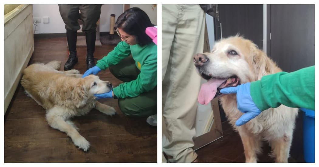 Foto de perrita vícitma de maltrato animal en Bogotá al ser rescatada por el IDPYBA. 