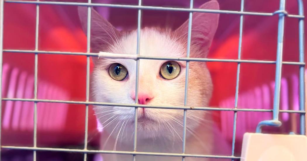 En la foto un gato dentro de un guacal